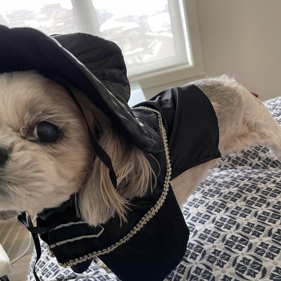 4 Small dog Halloween costumes - Picture 11 of 14